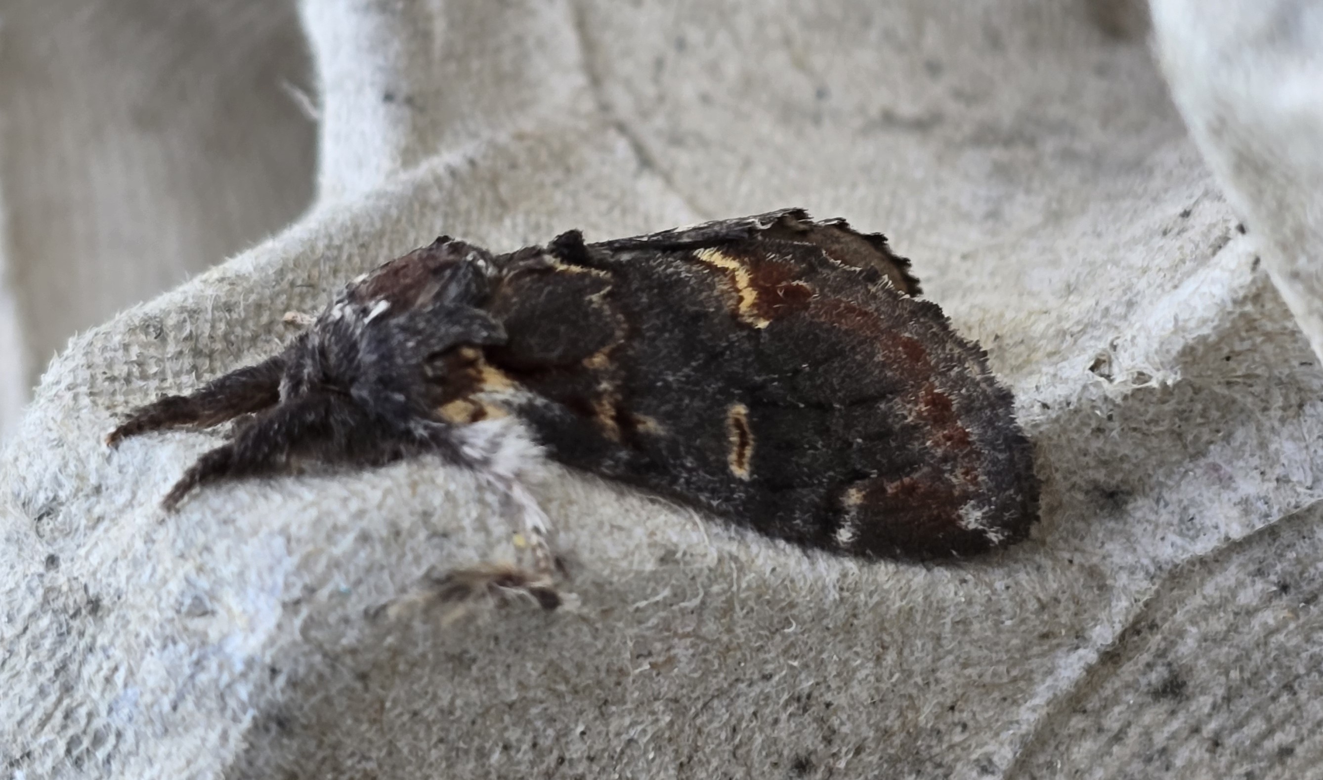 Photo of Iron Prominent (Notodonta dromedarius)
